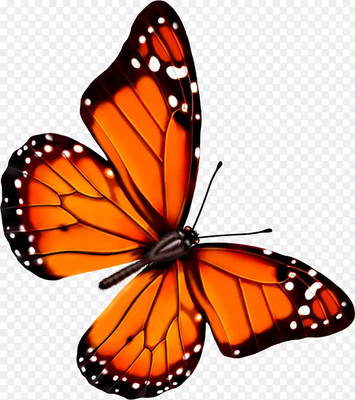 蝴蝶透明度和半透明图标-可爱的蝴蝶