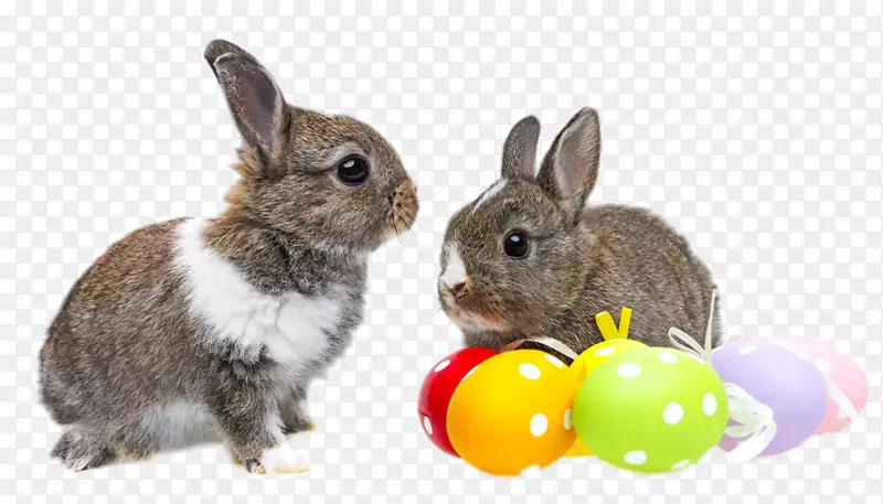 复活节兔子复活节彩蛋摄影-HD两只可爱的兔子