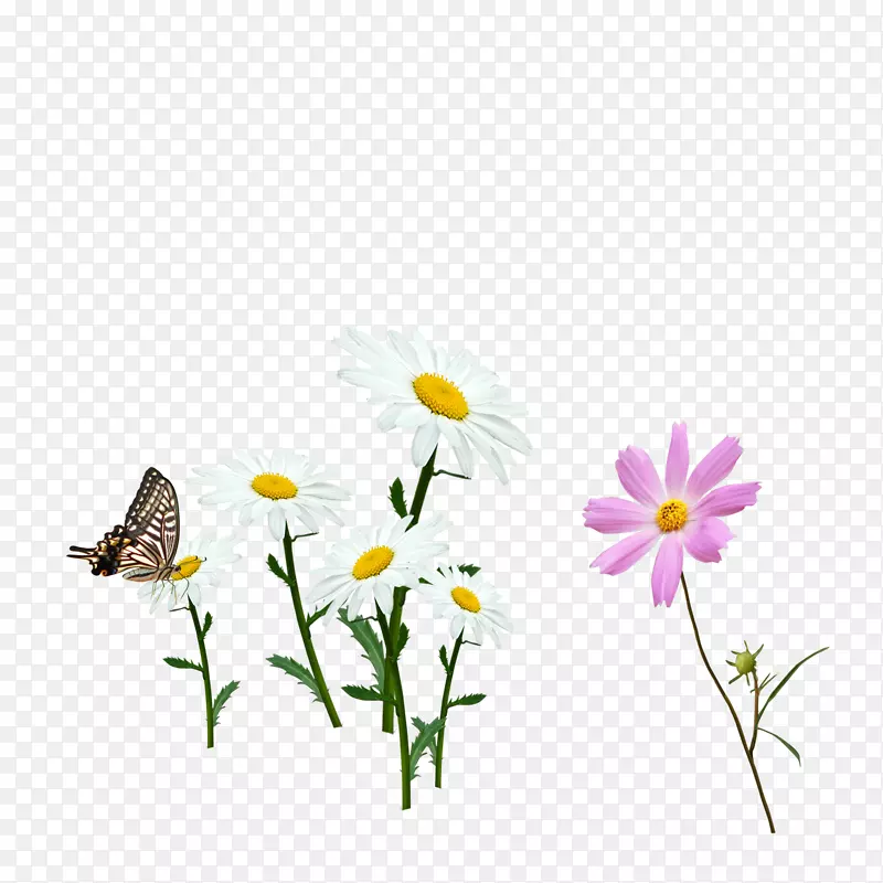 蝴蝶自然环境花卉-花蝶