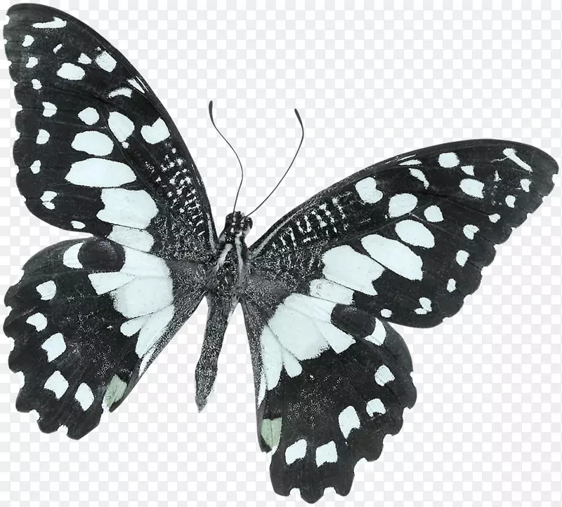 帝王蝶蛾，黑白相间的木瓜蝶-美丽的蝴蝶
