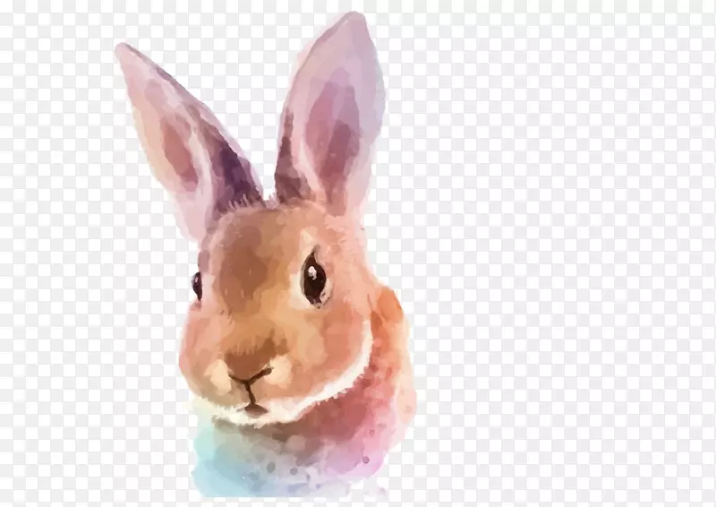 水彩画兔子插图手绘兔