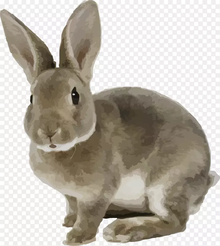 家养白兔棕色宠物洞灰兔可爱小兔载体材料