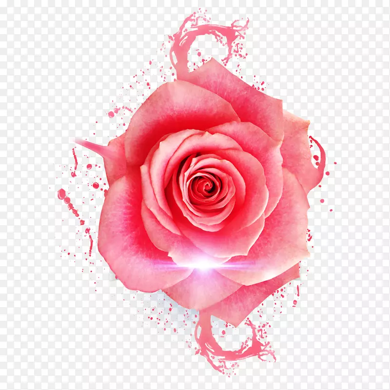 花园玫瑰、蜈蚣玫瑰、沙滩玫瑰、粉色花-玫瑰材料