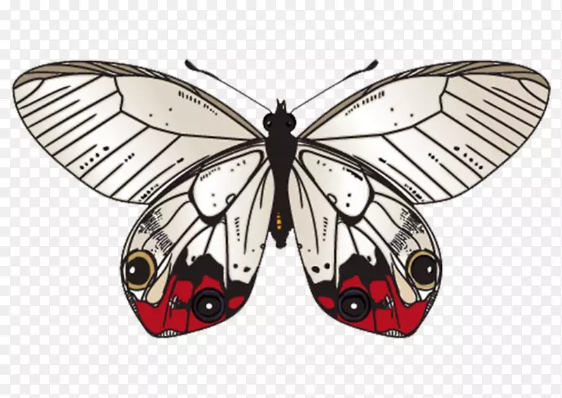 蝴蝶飞蛾夹艺术-蝴蝶标本