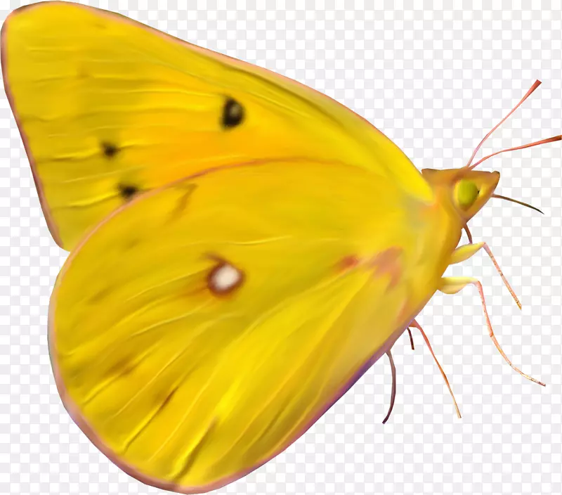 帝王蝴蝶回形针艺术-黄色蝴蝶