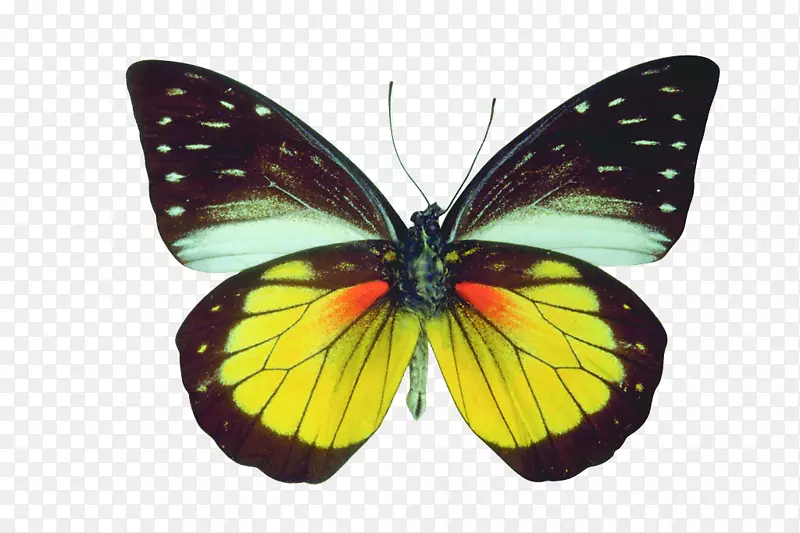 蛋糕亚马逊网站蝴蝶和飞蛾-创意蝴蝶