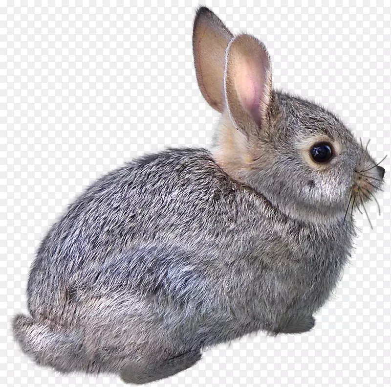 国内兔子复活节兔子猫-创意素描动物，兔子