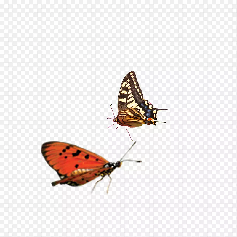 帝王蝴蝶夜蛾科有趣、简单、实用的c/c+编程飞蛾-蝴蝶