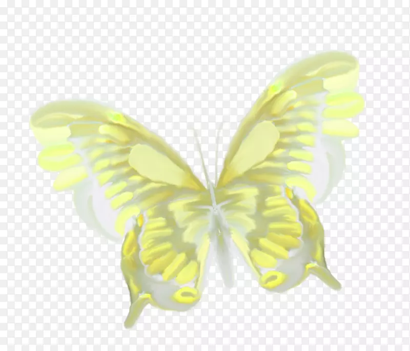美丽的蝴蝶-美丽的蝴蝶