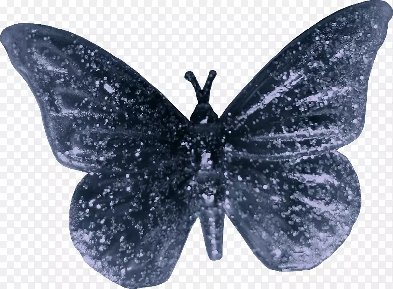 蝴蝶若虫科鸟翅图-美丽的蓝色蝴蝶