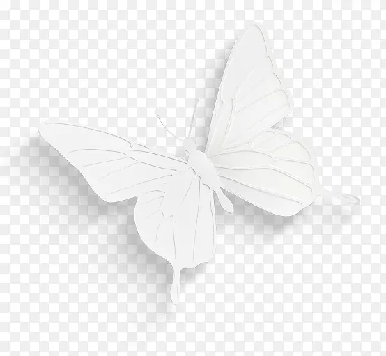 白色黑白三维蝴蝶