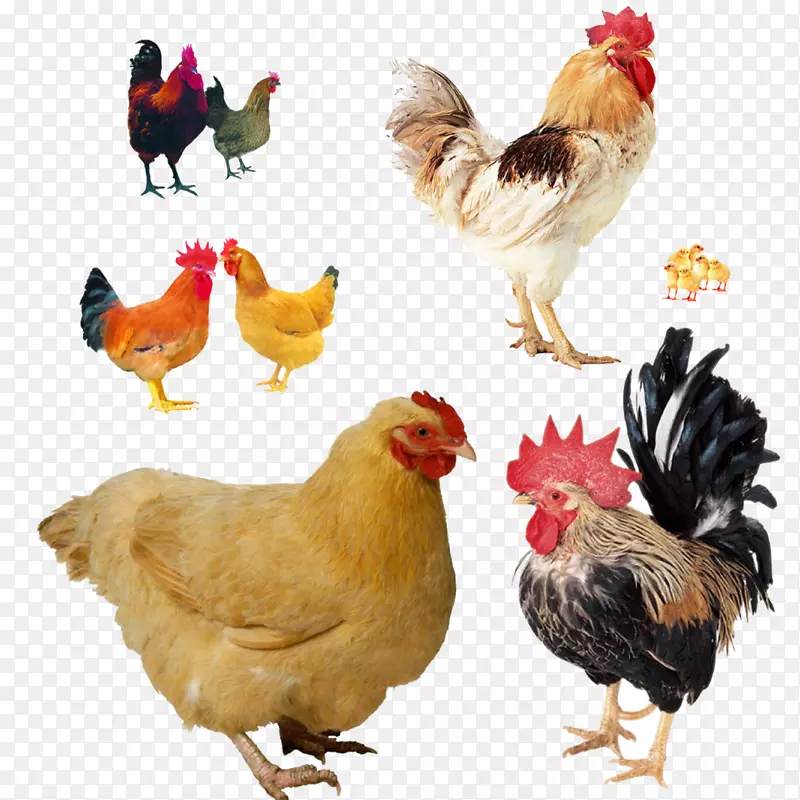 养鸡带鸡家禽养殖-鸡动物图片材料PNG