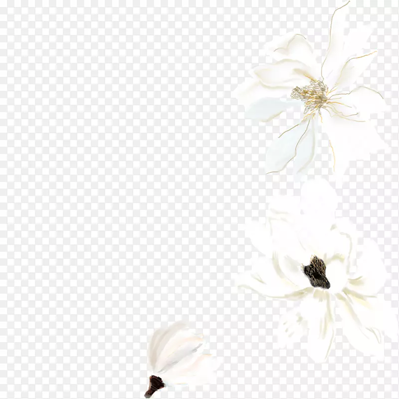 水彩画白画.白色水彩花卉装饰图案