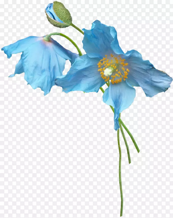 花瓣蓝花植物茎蓝卡通花蕾