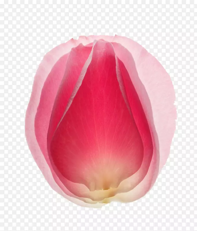下载应用软件壁纸-粉红色玫瑰花瓣
