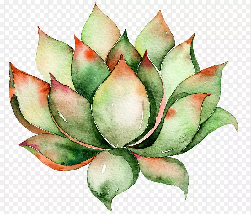 仙人掌科壁饰肉质植物水彩画-画深绿色水莲花