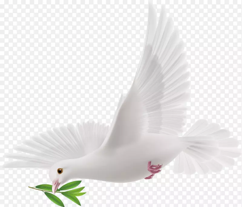 和平-和平鸽子装饰设计载体