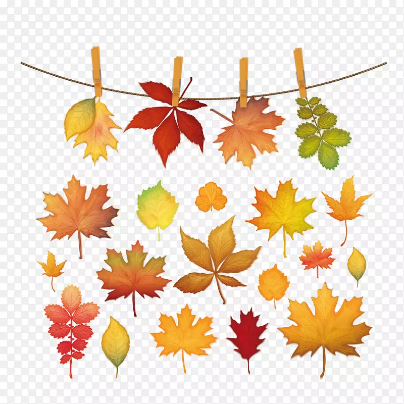 枫叶剪影-秋季剪贴画及红叶图片