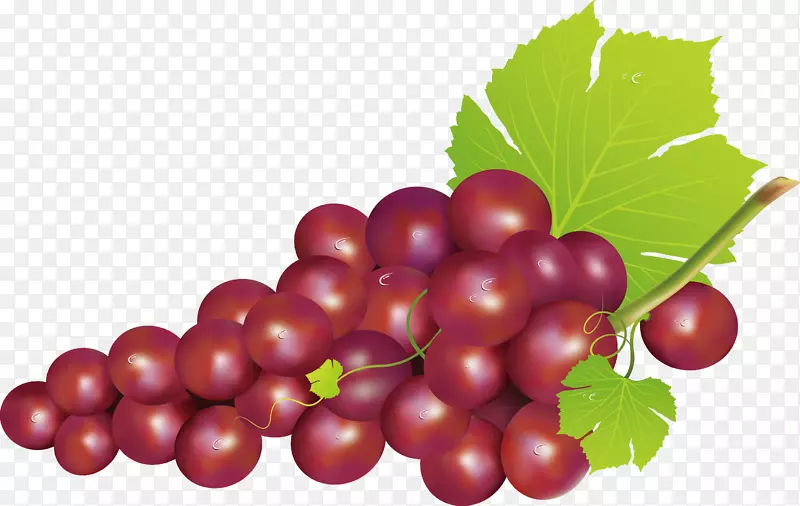 葡萄无籽水果食品.葡萄装饰设计