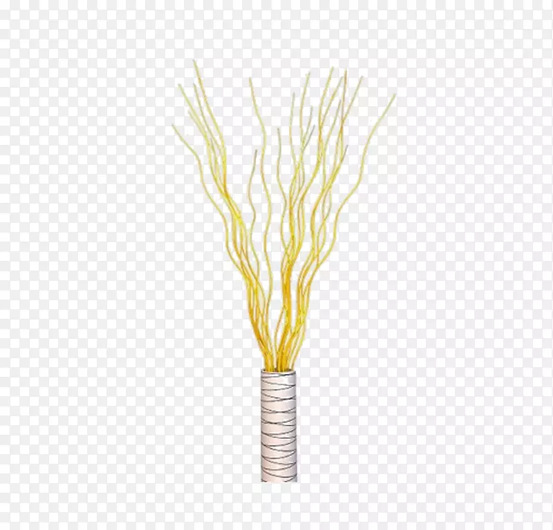 根茎植物-黄龙柳