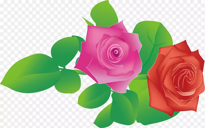 玫瑰花滩玫瑰-玫瑰PNG元素
