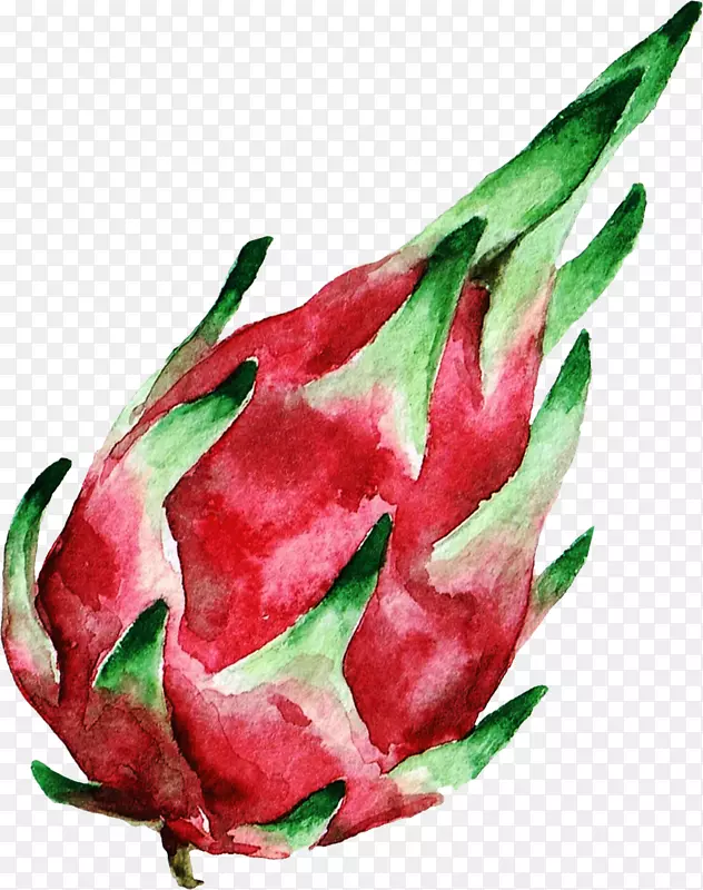 水彩画摄影版税-免费装饰龙果