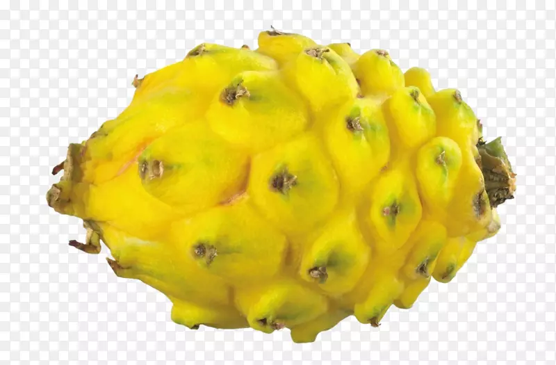 黄籽-黄龙果