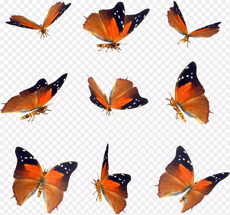 蝴蝶图标-蝴蝶图案