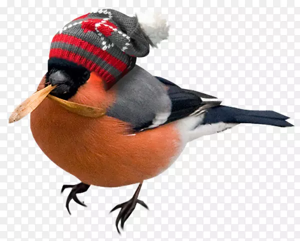 鸟车-一只戴帽子的鸟