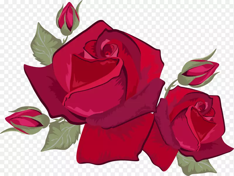 玫瑰红色摄影花酒红玫瑰