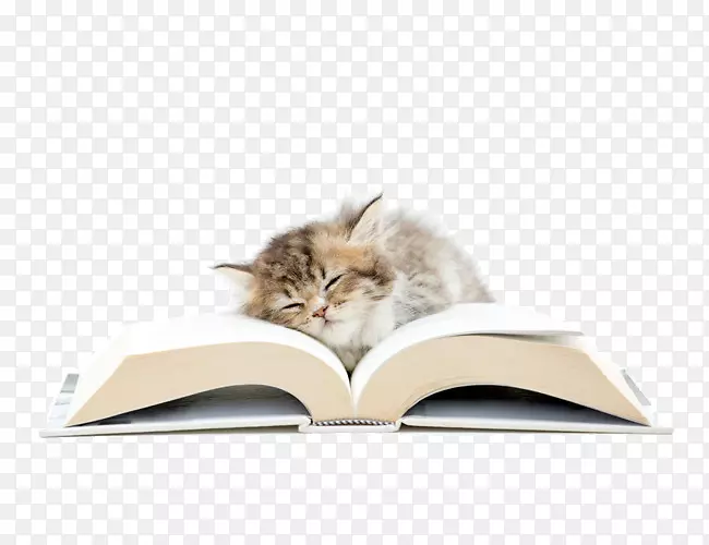 猫摄影-书本上睡着的猫