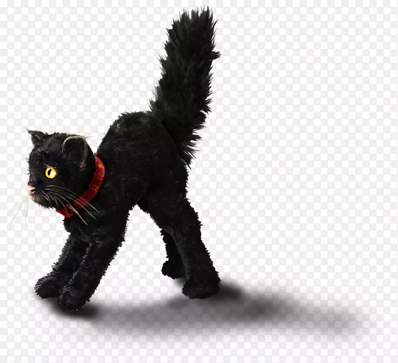黑猫须-对猫的恐惧