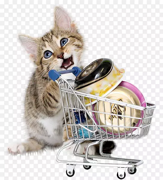 英国速记猫购物猫食粉红猫一只猫