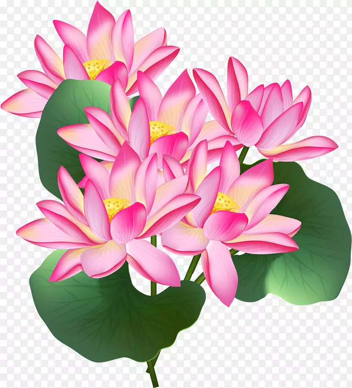 Nelumbo nucifera插画艺术-粉红莲花