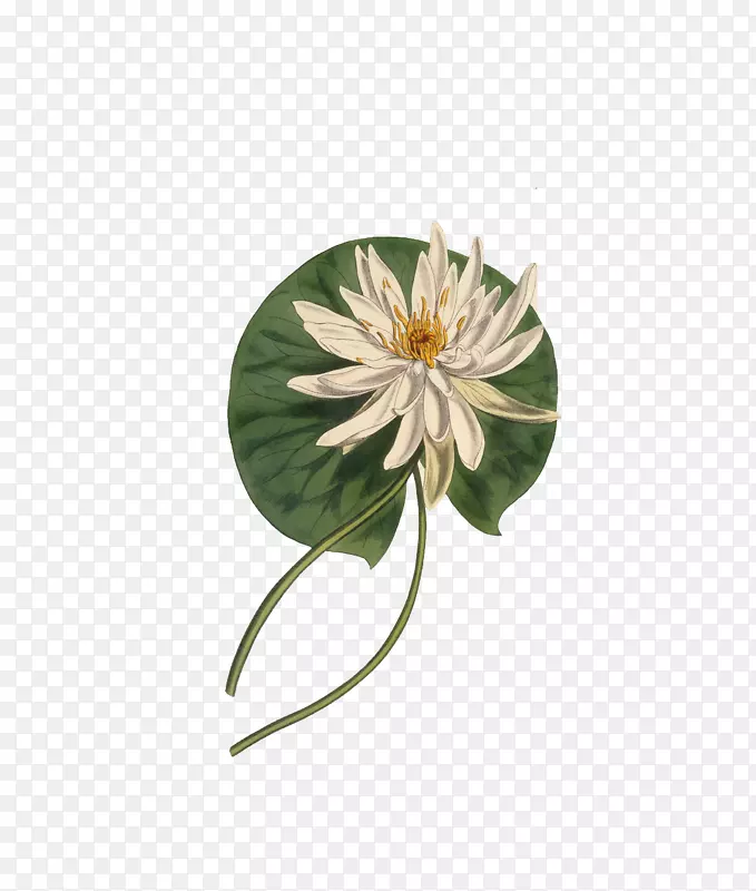 植物学插图柯蒂斯的植物杂志花卉插图手绘莲花