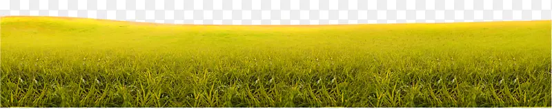 大麦收获草原天空-黄绿色简单草丛纹理
