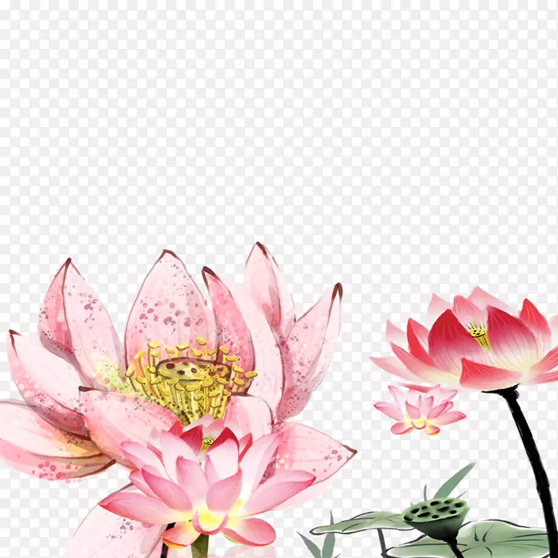 Nelumbo nucifera绘图花卉设计.莲花材料