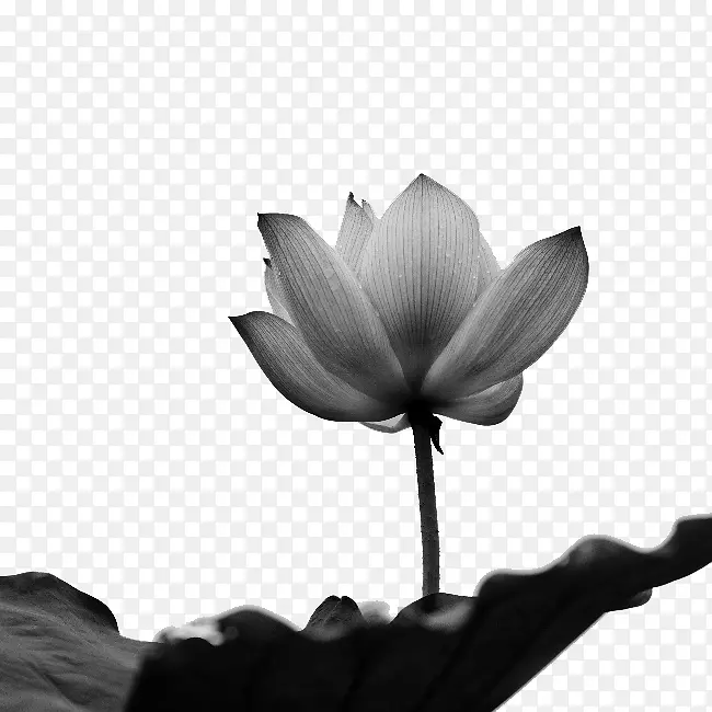 黑白软件-莲花