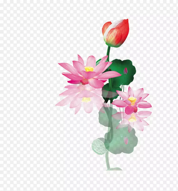 莲藕花卉设计