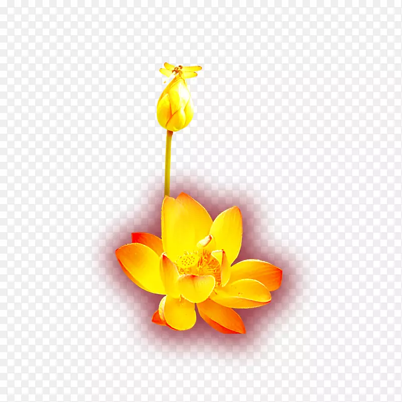 金黄图标-金莲