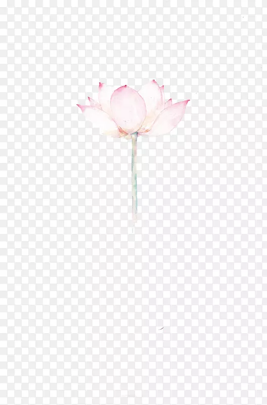 蔷薇科静物摄影剪花瓣壁纸手绘莲花