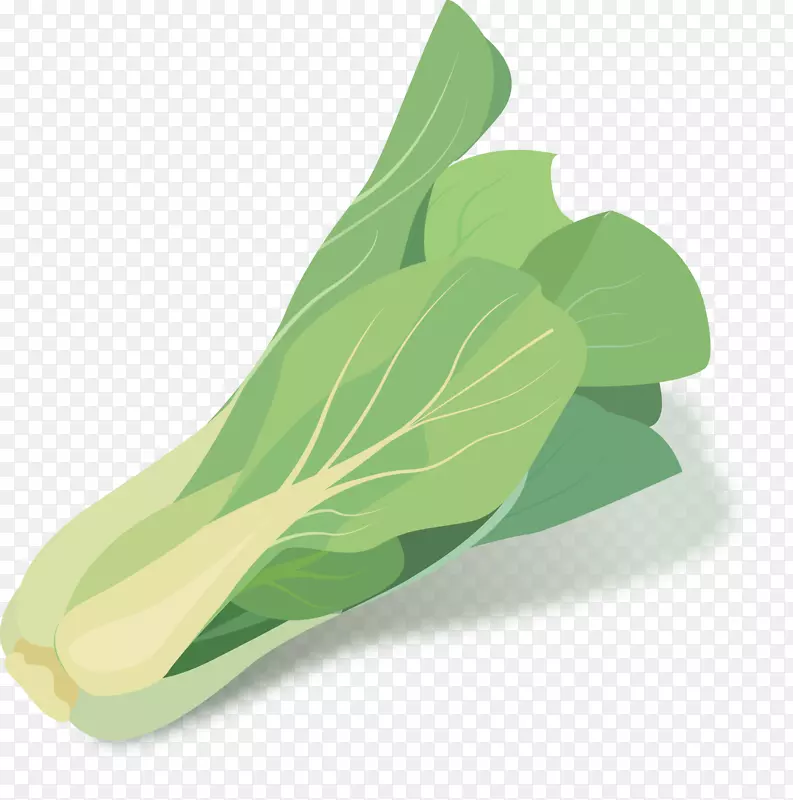 白菜绿色蔬菜.手绘蔬菜载体
