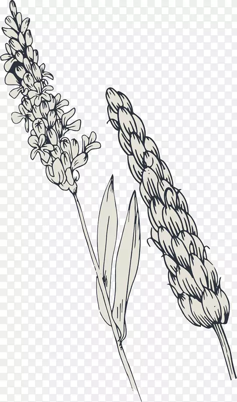 小麦土坯插画.手绘花和小麦