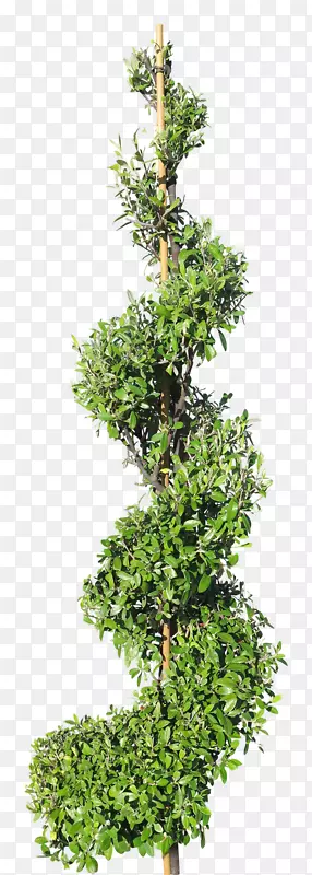 螺旋云杉叶-螺旋形绿色种植