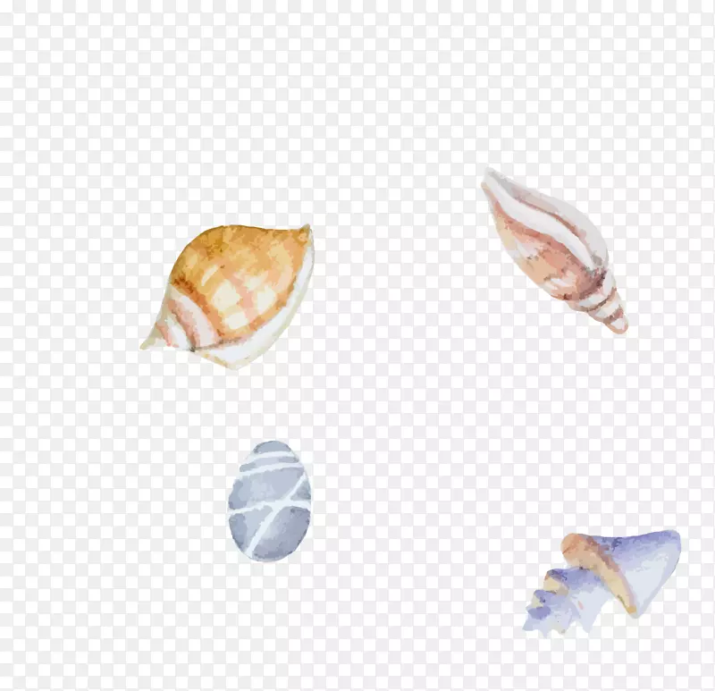 海蛤海蜗牛水彩画插图彩色手绘海水河蚌