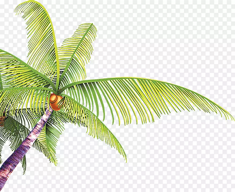 夏季海报-手绘卡通椰子叶