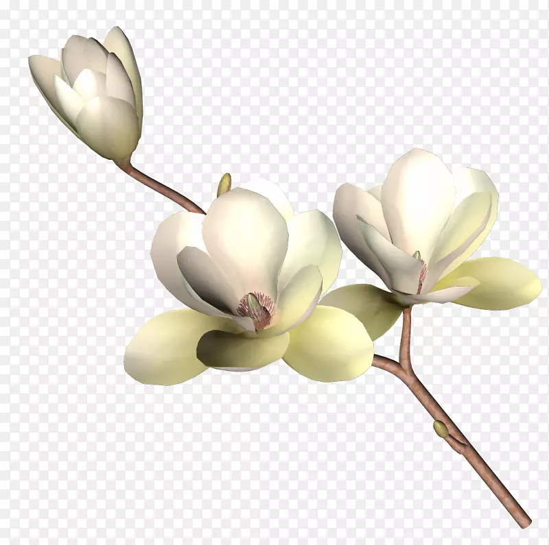 绘画-花卉材料花卉与创意PS