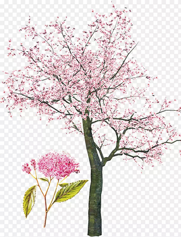 树春剪贴画-粉红色樱桃树