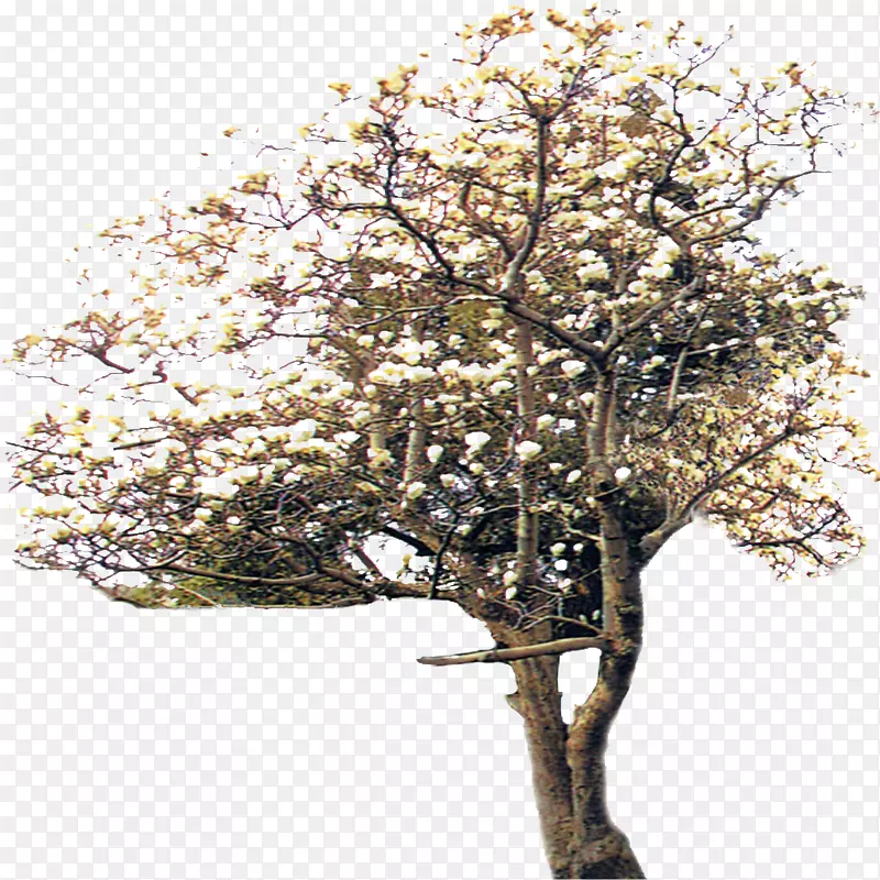 乔木植物-树木创意元素花卉图案
