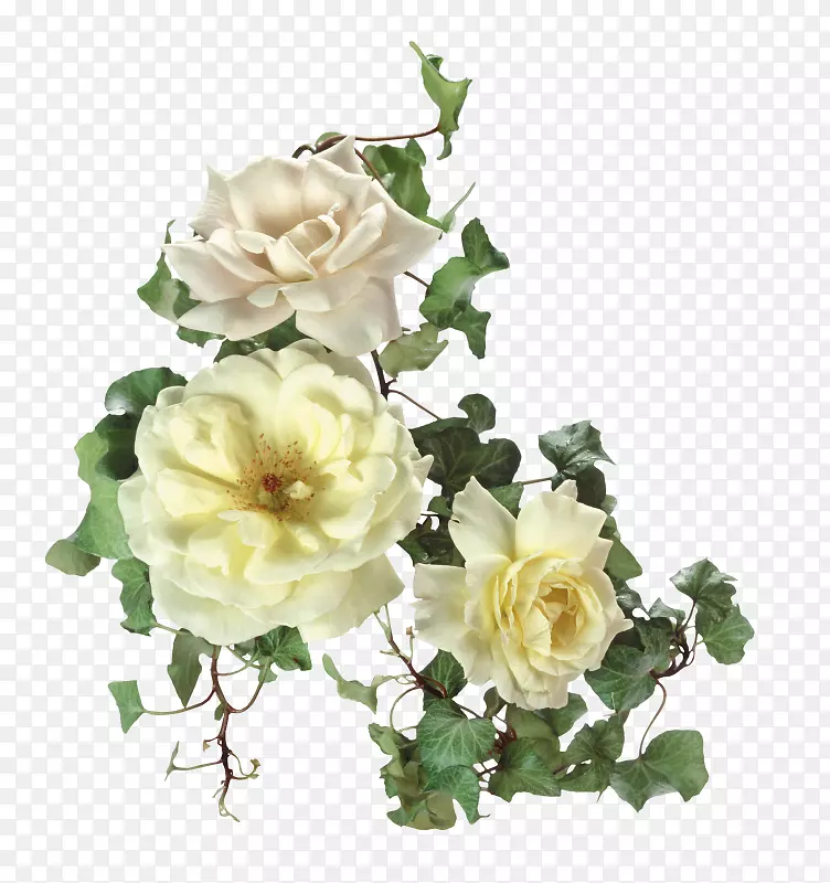 花园玫瑰花卉剪贴画-花纹美丽的花卉图片